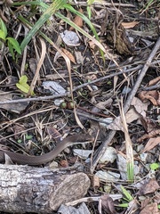 Coluber constrictor latrunculus