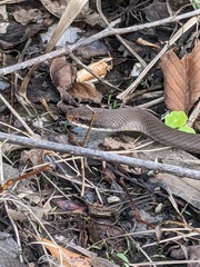 Coluber constrictor latrunculus