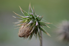 Cirsium fontinale