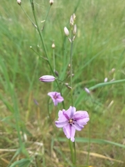 Arthropodium strictum