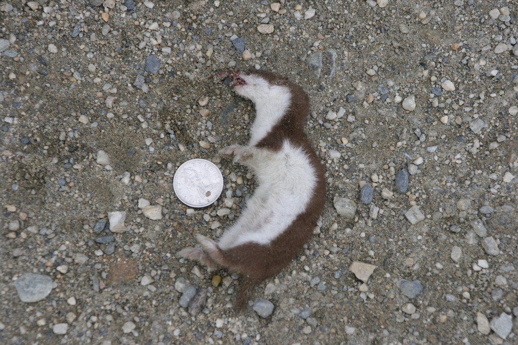 Alaskan Least Weasel