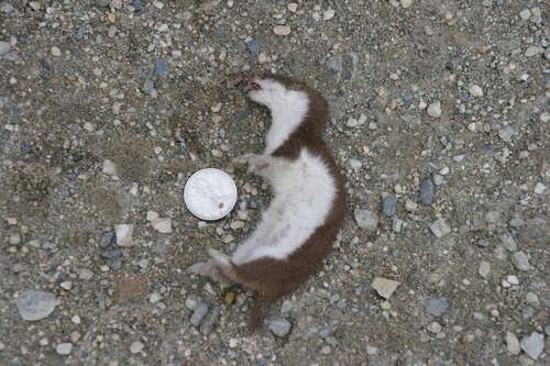 Alaskan Least Weasel