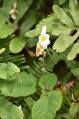 Smithiantha multiflora