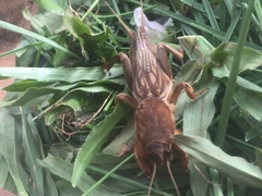 Neocurtilla