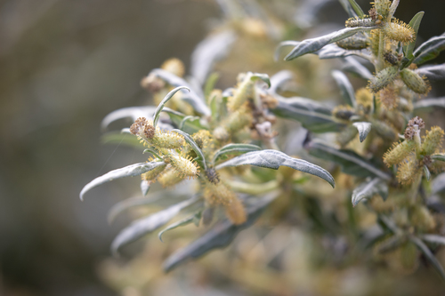 iNaturalist observation photo of spiny cocklebur