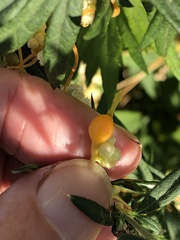 Smicronyx sculpticollis