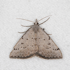 Dichromodes usurpatrix