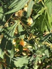 Smicronyx sculpticollis