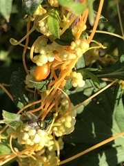 Smicronyx sculpticollis