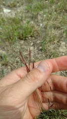 Bouteloua trifida