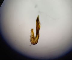 Anoscopus albifrons