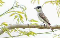 Xenopsaris albinucha