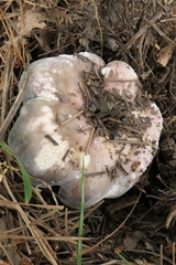 Russula ionochlora