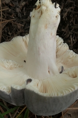 Russula ionochlora