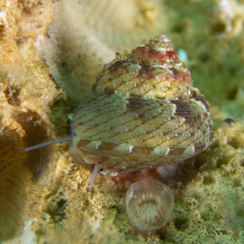 Eurytrochus strangei (A.Adams, 1853)