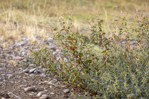 iNaturalist observation photo of pale smartweed