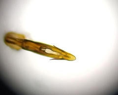 Anoscopus albifrons