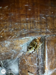 Steatoda triangulosa