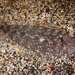 Symphurus insularis - Photo (c) Sylvain Le Bris, algunos derechos reservados (CC BY-NC), subido por Sylvain Le Bris
