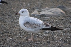 Larus delawarensis