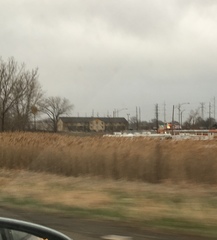 Phragmites australis