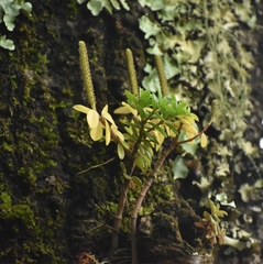 Peperomia leptophylla