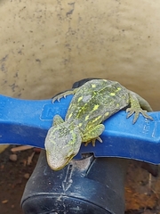 Naultinus tuberculatus