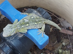 Naultinus tuberculatus