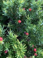 Taxus cuspidata