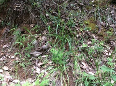 Festuca elmeri