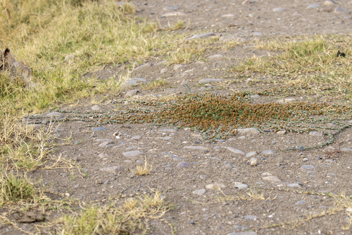 iNaturalist observation photo of turkey tangle frogfruit