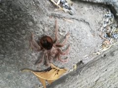 Dugesiella anitahoffmannae