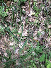 Festuca elmeri