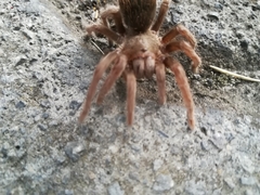 Dugesiella anitahoffmannae