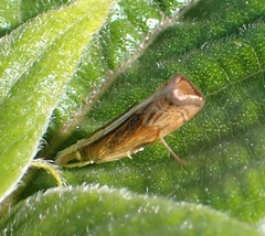 Parapediasia ligonellus