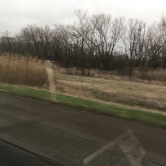 Phragmites australis