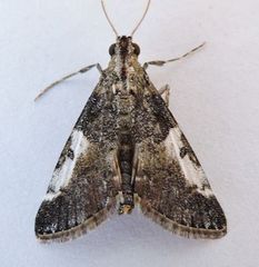 Milgithea alboplagialis