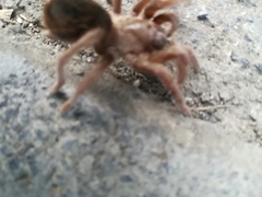 Dugesiella anitahoffmannae