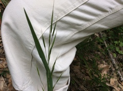 Festuca elmeri