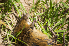 Oxymycterus rufus