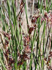 Schoenus brevifolius