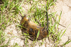 Oxymycterus rufus