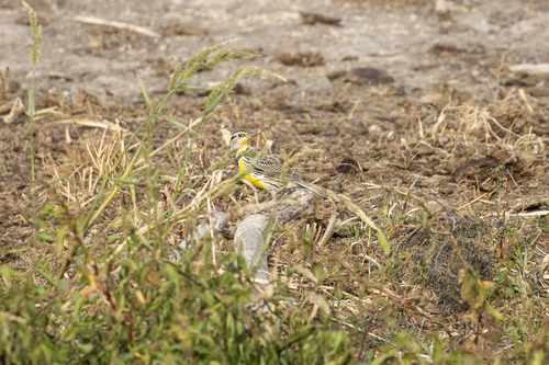 iNaturalist observation photo of Western Meadowlark