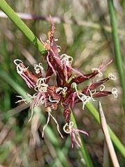 Schoenus brevifolius