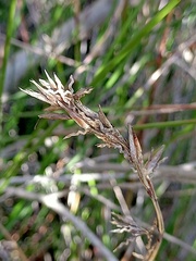 Schoenus brevifolius
