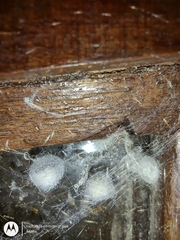 Steatoda triangulosa