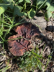 Ganoderma sessile