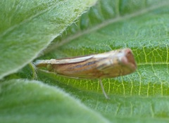 Parapediasia ligonellus
