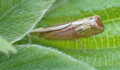 Parapediasia ligonellus