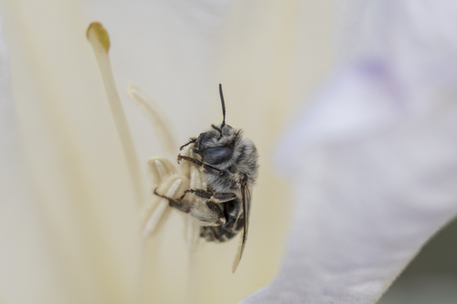 iNaturalist observation photo of Urbane Digger Bee